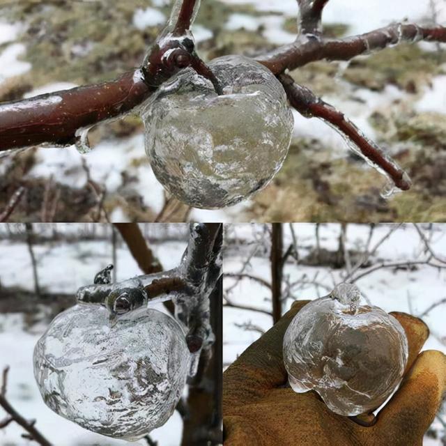 世界灭绝的动物名单，世界灭绝的动物名单网站（30张活久未见的照片）