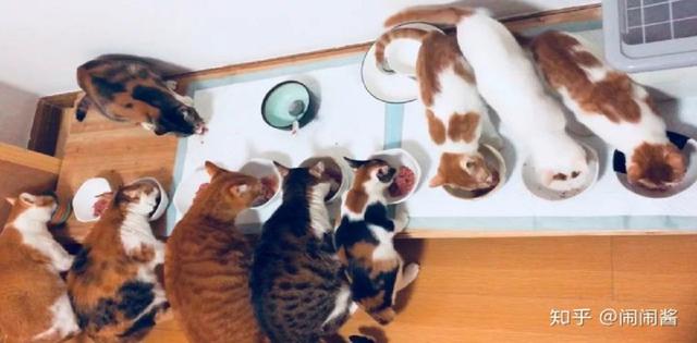猫的泪痕怎么去除，猫咪泪痕如何去除（猫咪有顽固泪痕）