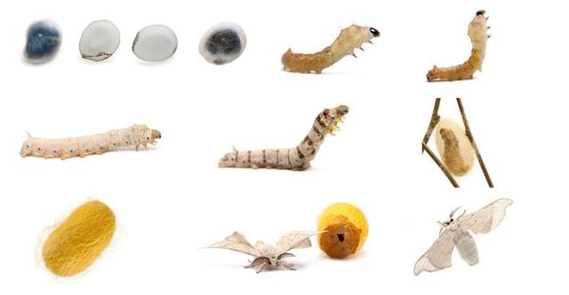 蚕茧如何抽丝，蚕茧如何抽丝保存（抽丝剥茧、蚕茧作画、了解蚕的一生……）