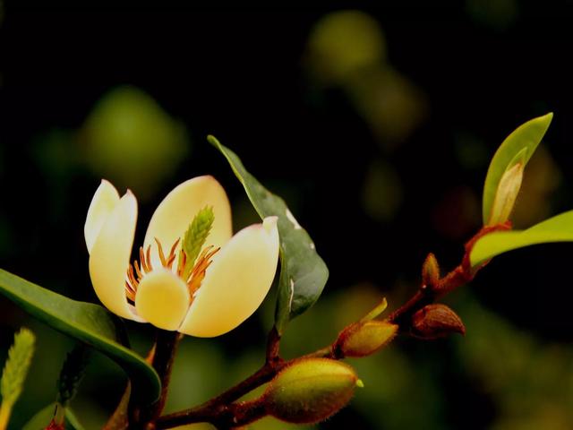 含笑花什么时候开花，分享图片——深山里（含笑花何时开花）