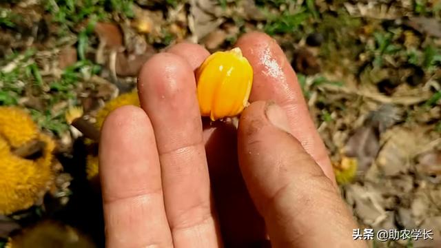 菠萝蜜臭吗，菠萝蜜有臭的吗（了解后奇怪的知识又增加了）