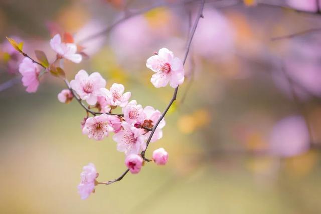 春天百花诗句大全，100句春花诗词