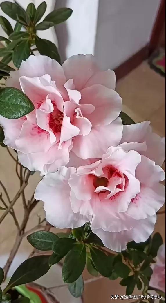 莺歌燕舞是什么季节，柳绿花红莺歌燕舞是什么季节（百花争艳的季节）