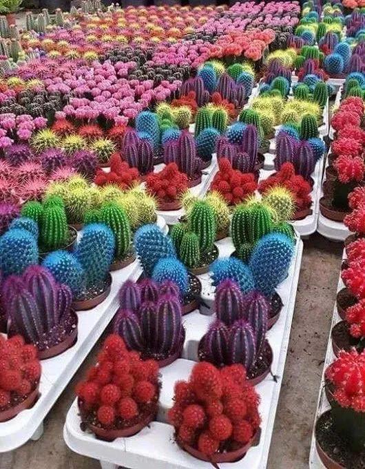 仙人掌开花图片，八种开花勤快的仙人掌植物（40多种罕见的仙人掌开花图）