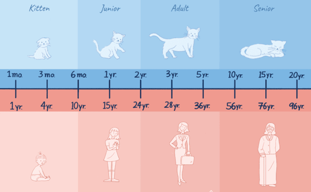 猫咪最长能活多久，，猫猫和人类年龄详细的换算表