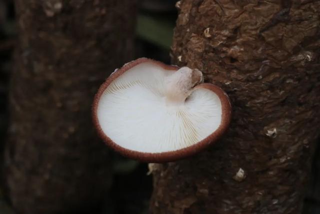 冬菇是什么，冬菇和香菇的区别（长在“毒树”上的香菇）