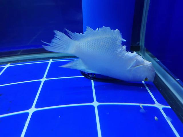 家里养的锦鲤放生能活吗，家里养的锦鲤鱼可以放生吗（不想饲养需要淘汰的观赏鱼）