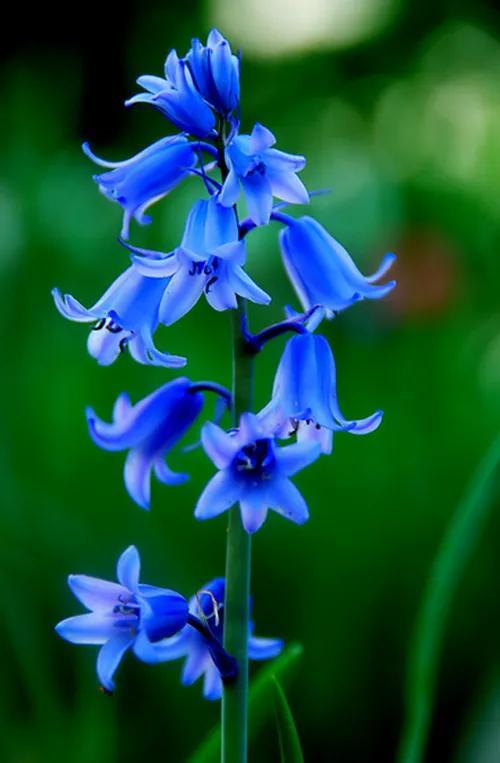 最好看的蓝色花(24种蓝色花) - 彝家农业网