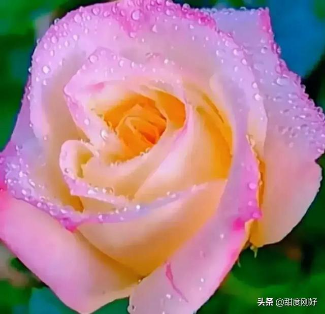 四字词语鲜艳夺目如何怎么样造句子，形容色彩鲜艳绚丽的四字词语（美丽动人的花花）