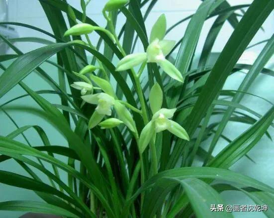 十大最贵最美兰花，绝美兰花50幅