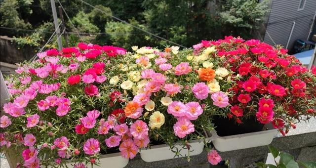 东阳台适合哪些开花植物，东阳台适合哪些开花植物图片（100种花能养在阳台上）