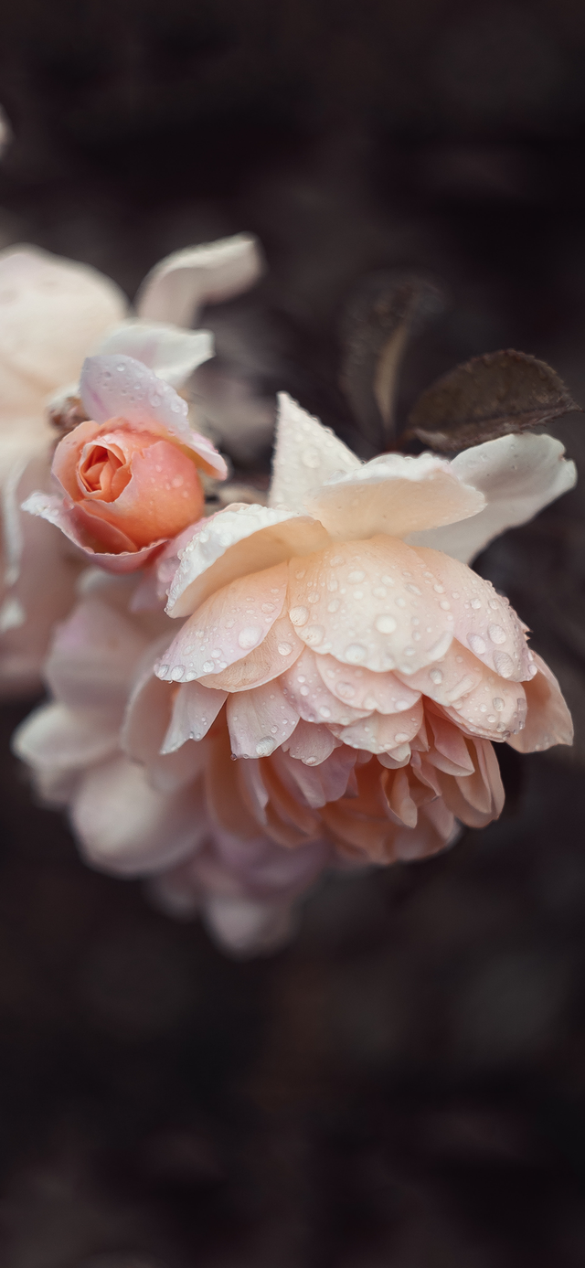 风景静物背景图|谢谢光临.，静物背景图片（花卉摄影壁纸图文解说）