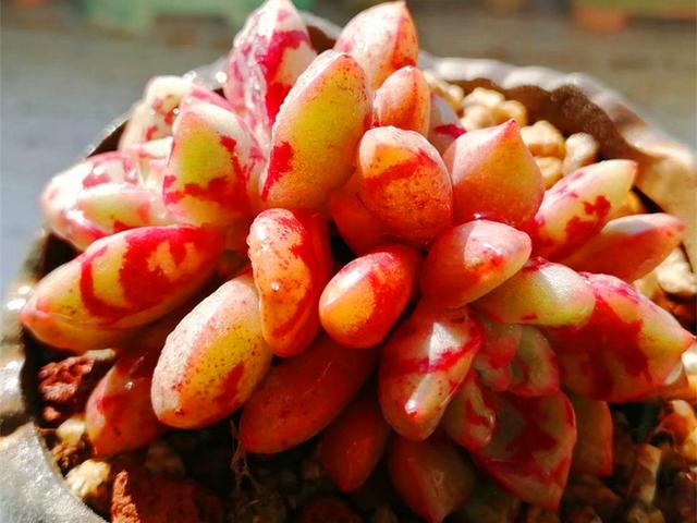 血燕是什么，血燕是什么东西有什么功效（高温多雨的日子也能安然度过）