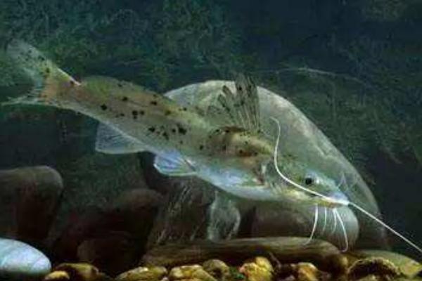 剑鱼多少钱一斤(男子钓起)