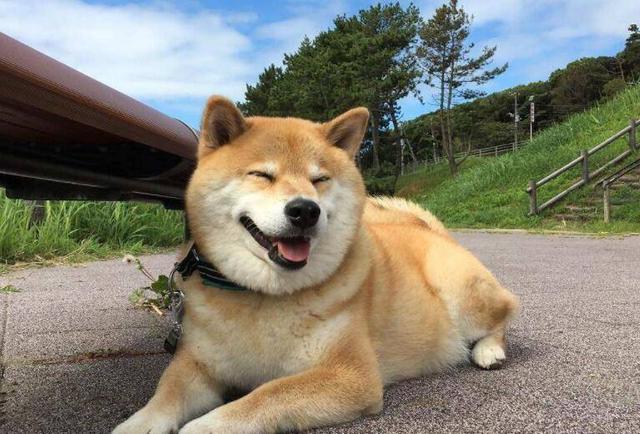 宠物狗价格，上班族、有小孩、新手适合养什么狗（宠物狗价格排行）