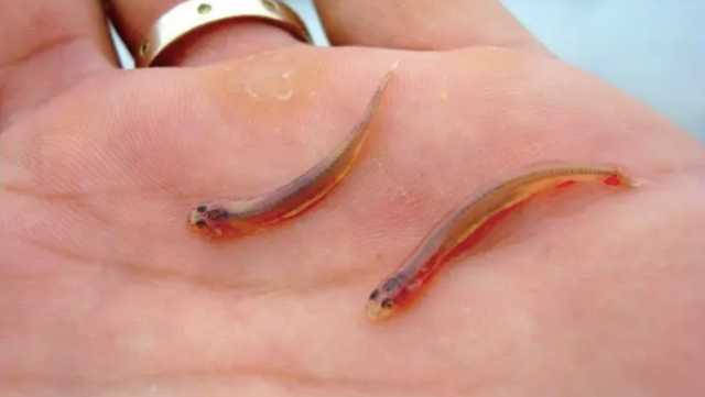 长江最长的支流，长江最大的支流（为什么说它可怕）