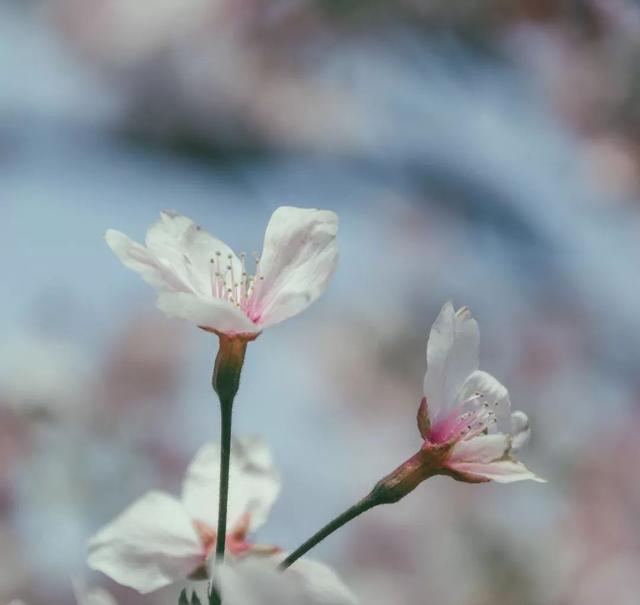 适合50岁老妈的微信昵称，适合老妈网名简单大方（中年人都喜欢的佛系网名丨微信昵称）
