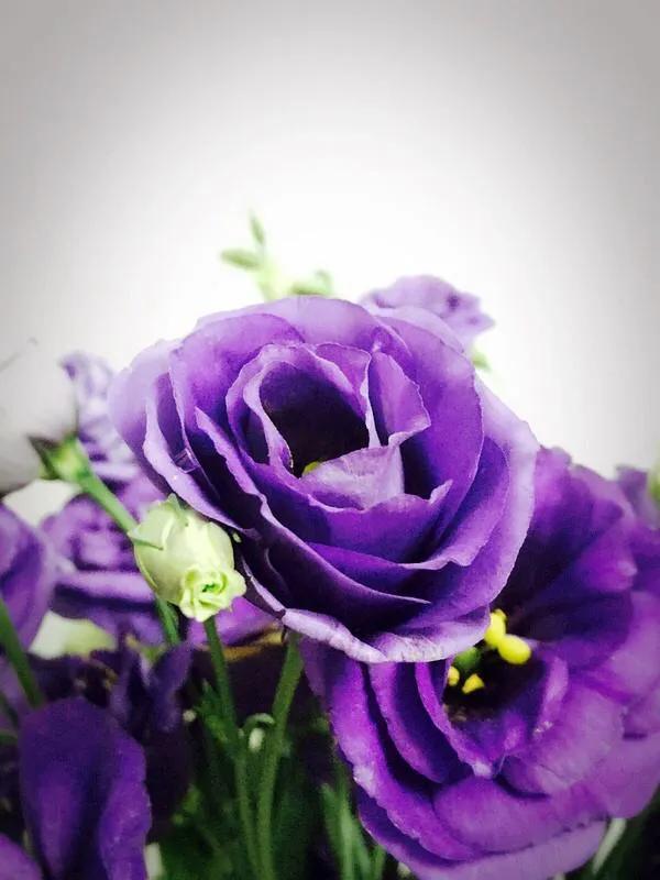 粉色桔梗花的花语是什么，粉桔梗的花语和寓意（花色各不同。同样皆美丽）