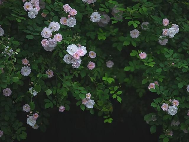 射手座和这3大星座缘分不浅，爱到痴狂（不好接近的三个星座）