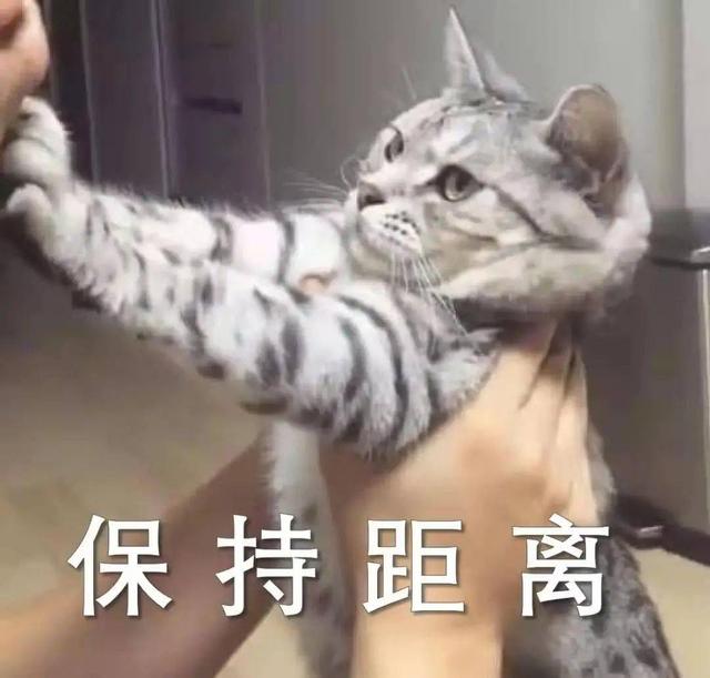 猫咪为什么突然间瞳孔一直放大，猫咪生气表现等级