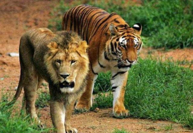 男人与雌性宠物交，雪貂可以当宠物养吗（遇到自己的母亲怎么办）