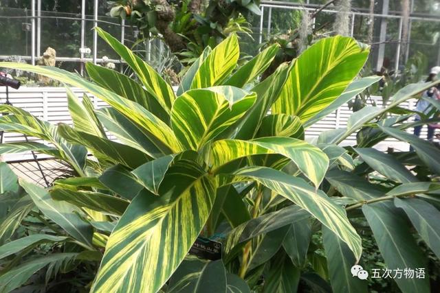 姜的种类和功效，姜的种类和功效和作用（12种姜科的辛香料）