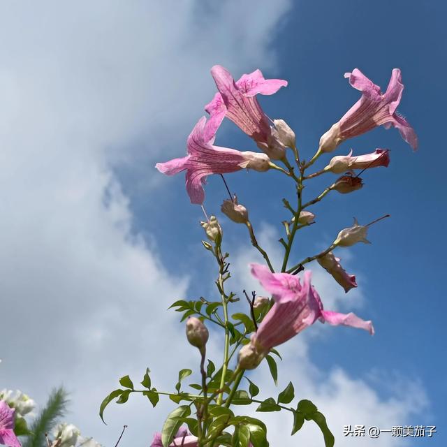 凌霄花花语，凌霄花花语偶然发现的一天（代表慈母之爱的非洲凌霄）