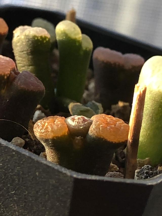 多肉灯泡，自家多肉 请君欣赏（多肉灯泡怎么养）