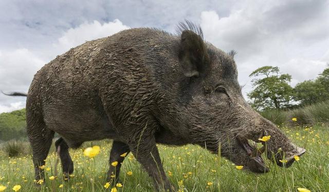 指南针怎么看，指南针怎么看方向图解（3名记者探险失踪8天）