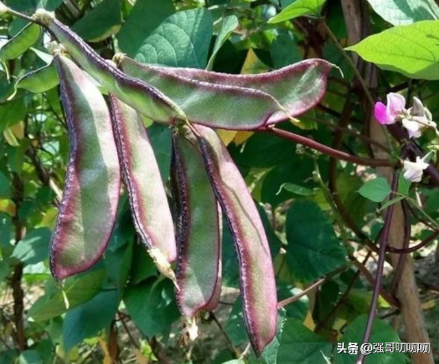 饭豆图片 植株，饭豆图片（此菜叫“峨眉豆”过去农民爱种）