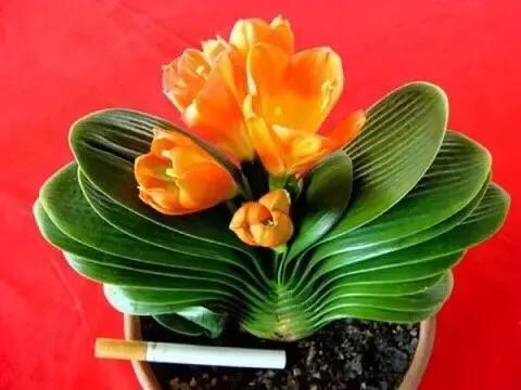 春天的花代表，春天的花代表什么（<一>君子兰、杜鹃、茶花、梅花、长寿花）