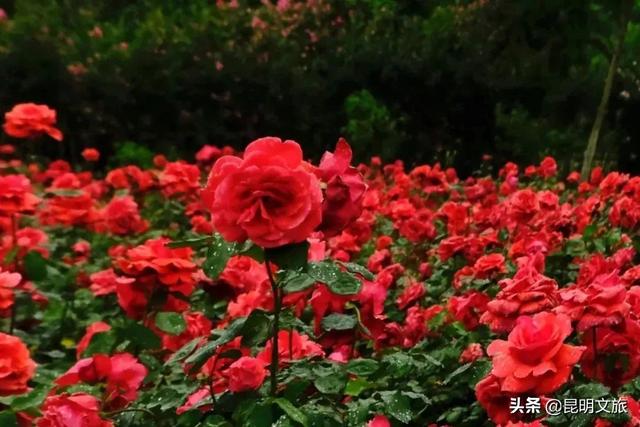 市花和市树是什么，杭州的市树和市花是什么（昆明400亩网红月季花海）