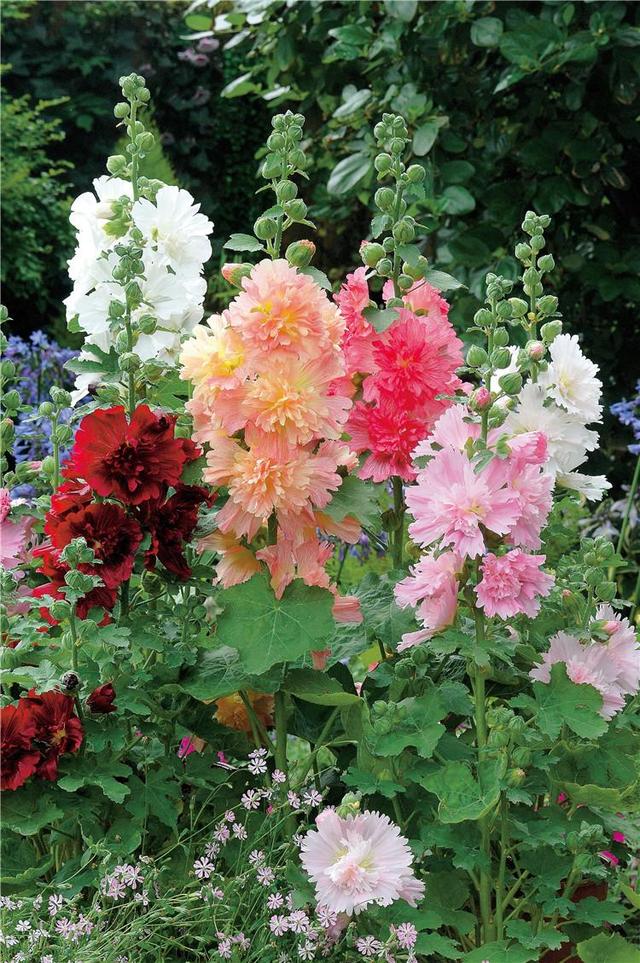 冬天种什么花好养活，冬天什么花好养活北方室内（冻不死的花草清单）