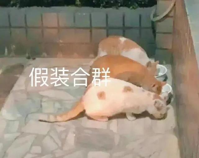 可爱表情图片，微信头像，可爱表情图片（可爱幽默表情包）