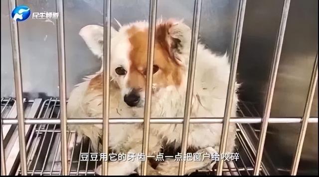 忠犬八公是什么狗，智商高又不掉毛的狗（忠犬在家门口守了2年）