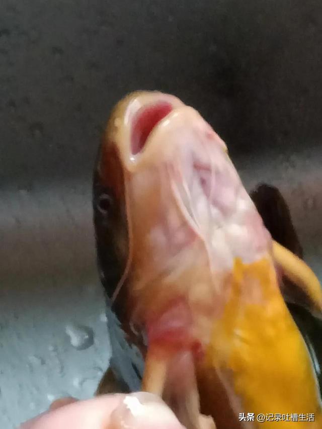 黄鸭叫怎么做才好吃，请听黄鸭叫的叫声，它是鸭吗