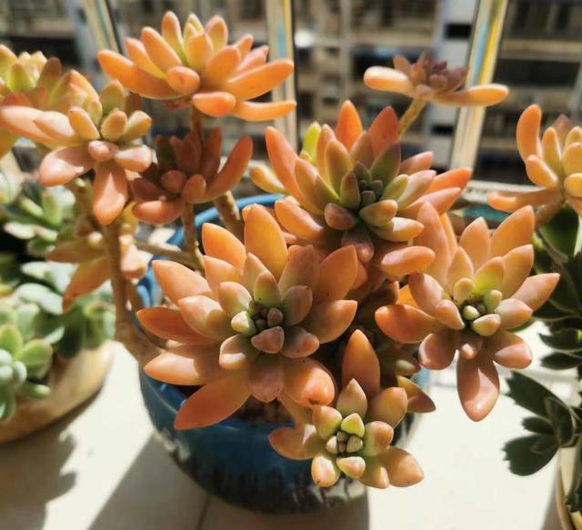 多肉植物怎么种植最合适，养多肉的3个“正确方法”