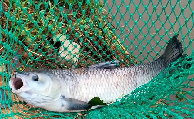 青鱼是什么鱼，四大家鱼中的青鱼是什么鱼（为何会被称为“索命鱼”）