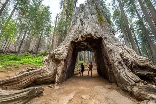 世界上最高的树，世界上最高的树排名（盘点世界最高的5棵巨树）