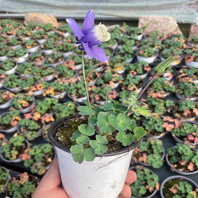 耧斗菜什么时候播种，耧斗菜种子几天能出苗（让它从冬天一直开到春天）