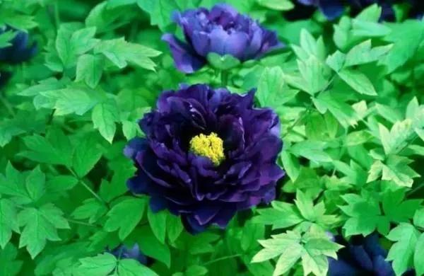 牡丹有哪些品种，牡丹有哪些品种(要名称)（精美绝伦的牡丹花十大品种图片欣赏）