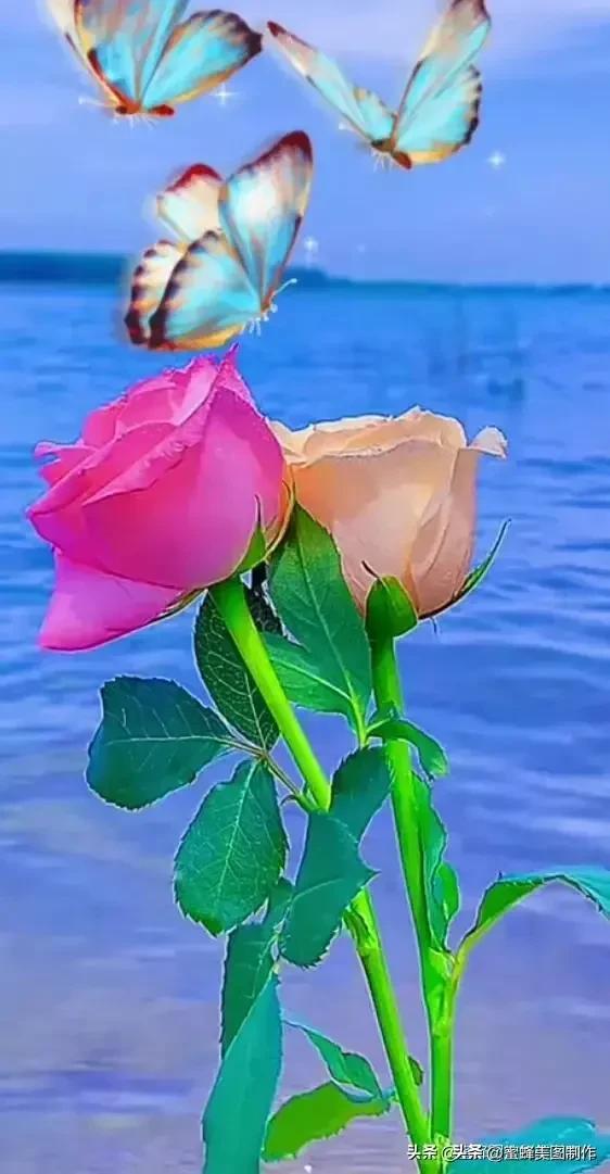 七夕节的图片，七夕浪漫情人节，玫瑰壁纸（七夕节的图片）