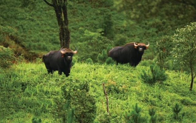 世界上最大的野牛有多重，云南发现8头野牛