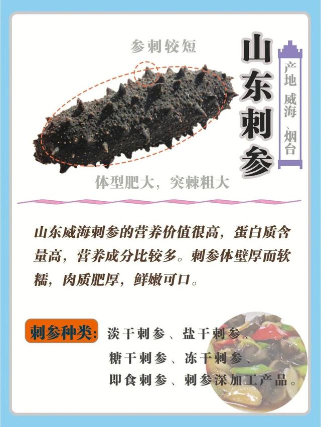 发好的海参怎么保存，泡发的海参如何保存（常见的海参，今天一次性讲清楚）