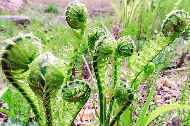水蕨菜和山蕨菜的区别有哪些，山野菜水蕨菜（被称为山菜之王的蕨菜会不会致癌）