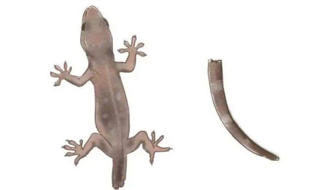 壁虎的寿命，壁虎的寿命有10年吗（为何能位居“五毒”之一）