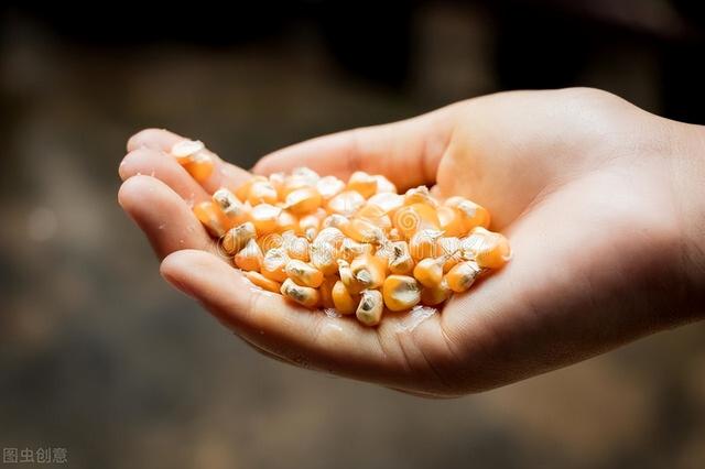 先玉335玉米种每亩产量有多少斤，玉米种子价格也涨了