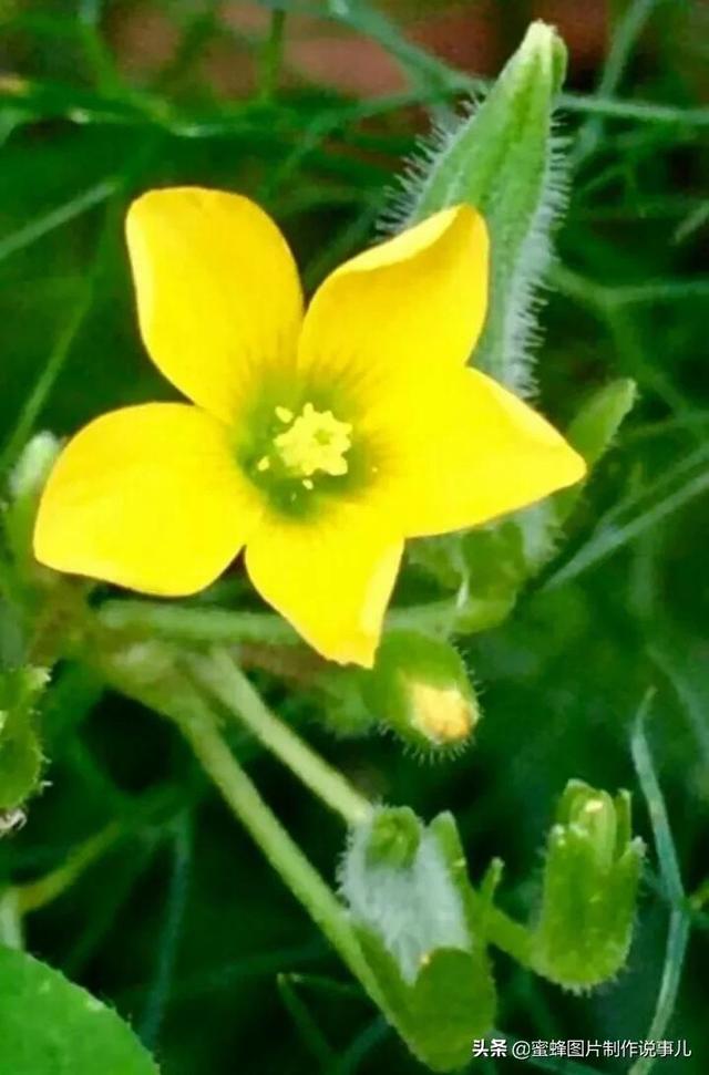 美图，可做壁纸，可以做壁纸的图片 唯美（愿你的生活像花一样灿烂）