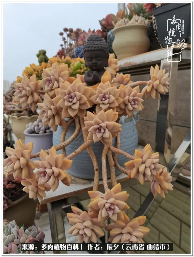 雨露均沾后宅古代n，雨露均沾后宅古代n女尊（终能遇见美好）