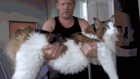 缅因猫，网友：养了之后就不想换猫了（缅因猫多少钱一只）